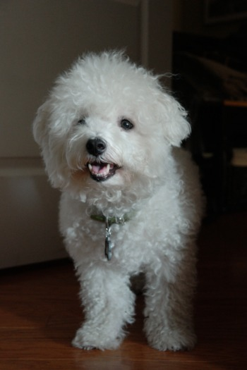 Bichon Frise Puppy For Sale - Simply Southern Pups